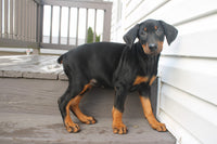 Doberman Pinscher