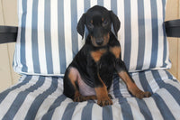  Doberman Pinscher