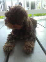 Mini Poodle