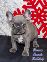Donna Female AKC French Bulldog $1495