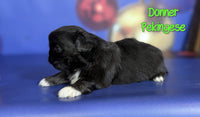 Donner Male ACA Pekingese $1625