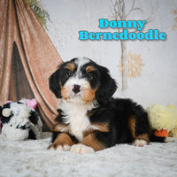 Donny Male Bernedoodle $1100