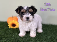 Dottie Female Biewer Terrier $2800