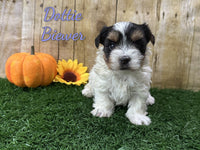 Dottie Female Biewer Terrier $2800