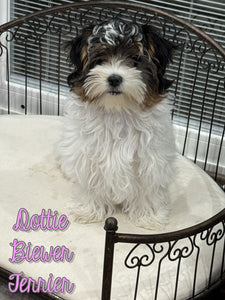 Dottie Female Biewer Terrier $2800