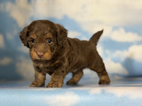 Mini Doxiepoo