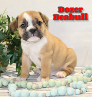 Dozer Male Beabull $750