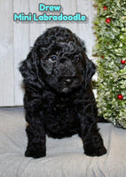 Drew Male F1BB Mini Labradoodle $750