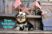Drew Male Yorkshire Terrier $995
