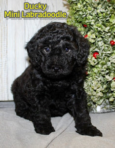 Mini Labradoodle 