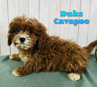 Duke Male F1B Cavapoo $650