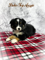 Duke Male Toy Australian Shepherd $800