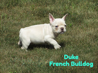 Duke Male AKC French Bulldog $1600
