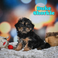 Duke Male Shorkie $700