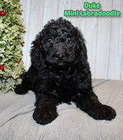 Duke Male F1BB Mini Labradoodle $750