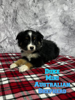 Duke Male Mini Australian Shepherd $800