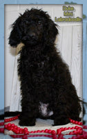 Duke Male F1BB Mini Labradoodle $499
