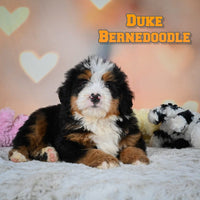 Duke Male Bernedoodle $1250