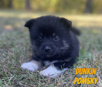 Pomsky