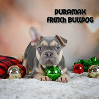 Durmax Male French Bulldog $3400