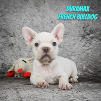 Duramax Male AKC French Bulldog $2049