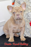 Dustin Male AKC French Bulldog $1100