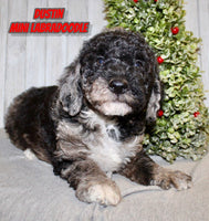 Dustin Male F1BB Mini Labradoodle $850