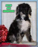 Dustin Male F1BB Mini Labradoodle $499