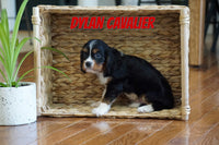 Dylan Male ACA Cavalier $950