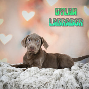  Labrador Retriever 