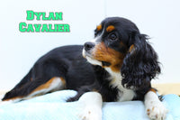 Dylan Male ACA Cavalier $450