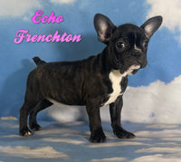 Frenchton