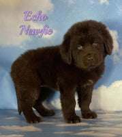 Echo Female Newfoundland $1375
