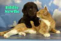Eddie Male Newfoundland $1375