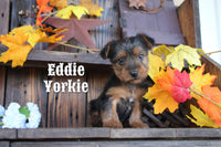 Eddie Male Yorkshire Terrier $895