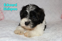 Edward Male ICA Shihpoo $995