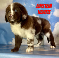 Einstein Male Newfoundland $2625
