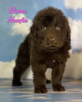 Elena Female Newfoundland $1375