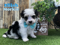  Morkie