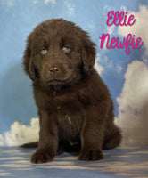 Ellie Female Newfoundland $1375