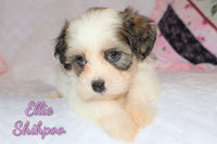 Ellie Female ICA Shihpoo $995