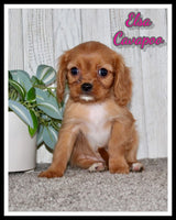 Elsa Female Cavapoo $995