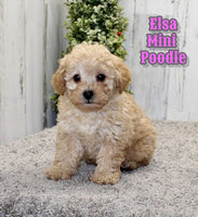 Elsa Female ICA Mini Poodle $975