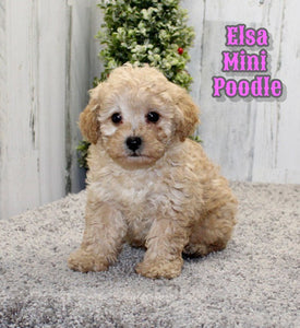 Mini Poodle 