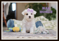 Elsa Female Morkie $1200