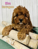 Elsa Female F1B Cavapoo $650