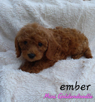 Ember Female F1B Mini Goldendoodle $750