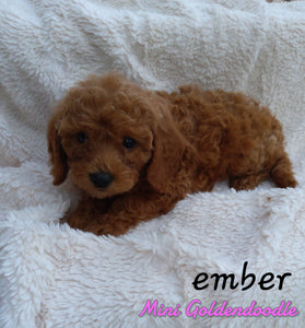Mini Goldendoodle