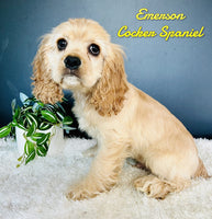 Emerson Male AKC Cocker Spaniel $1000