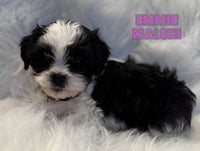 Emmie Female Malshi $475